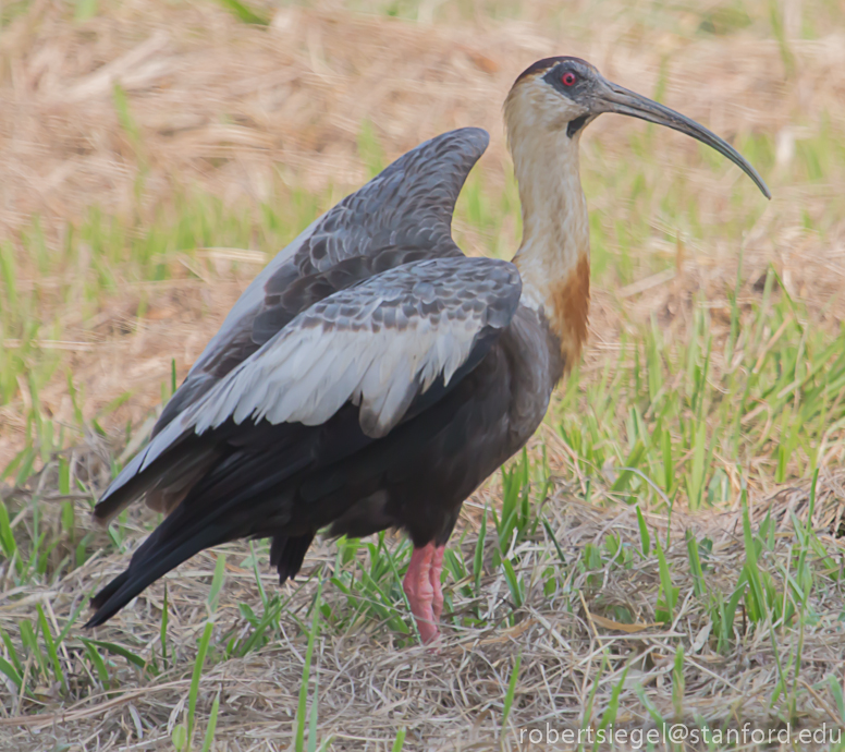 buff-necked ibis